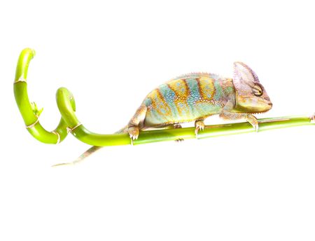 Chameleon on stem. Isolation on whiteの写真素材