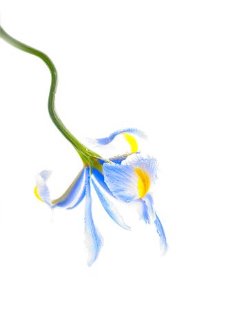 lila iris flower with dewの写真素材