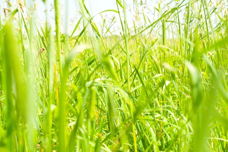 grass and perfect blue skyの写真素材