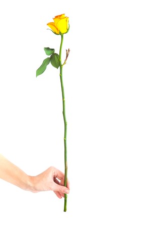 rose isolated on white backgroundの写真素材