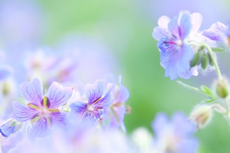 early summer flowering geranium by the name of gravetyeの写真素材