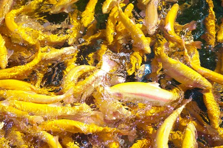 Fish in water. fresh troutの写真素材