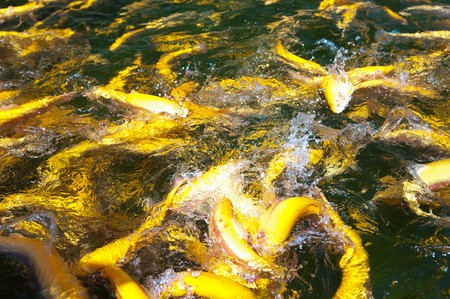 Fish in water. fresh troutの写真素材