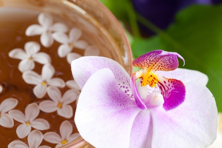 cup of tea and spring branch, flowerの写真素材