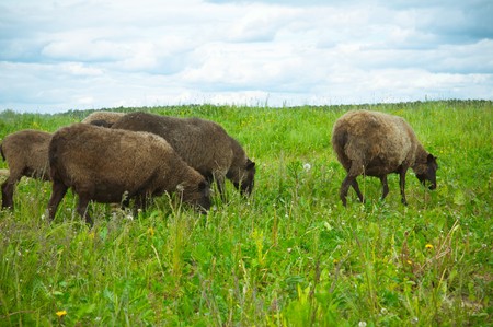 sheep on the field