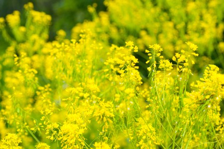rape fieldの写真素材