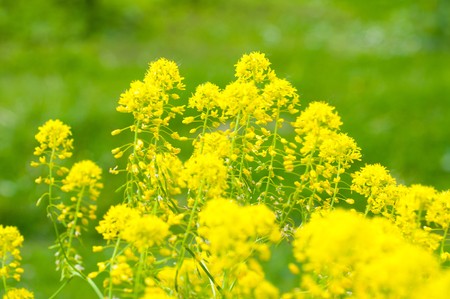 rape field
