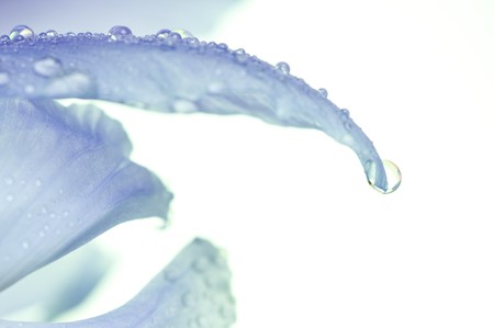 Beautiful fresh iris flowersの写真素材