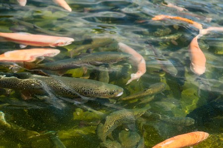 Fish in water. fresh troutの写真素材