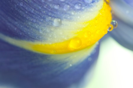 Beautiful fresh iris flowersの写真素材