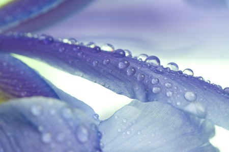 Beautiful fresh iris flowersの写真素材