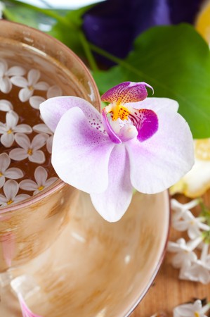 cup of tea and spring branch, flowerの写真素材