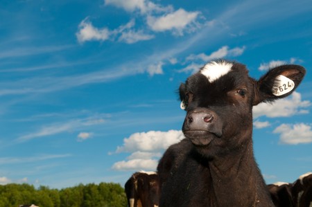 cow on fieldの写真素材
