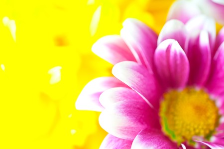 pink chrysanthemum macroの写真素材