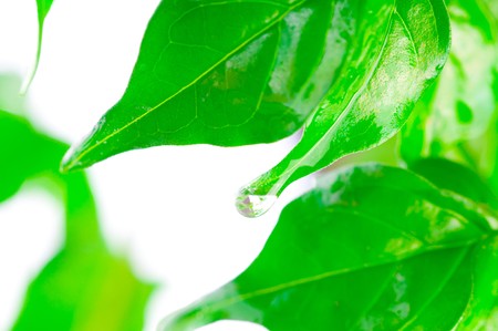 Green beautiful leaves on the white.の写真素材