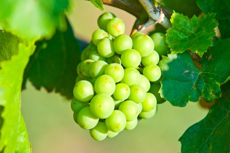 Green grapes close-up shotの写真素材