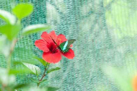 butterflies on flowersの写真素材