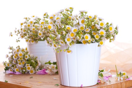 Camomiles bouquetsの写真素材