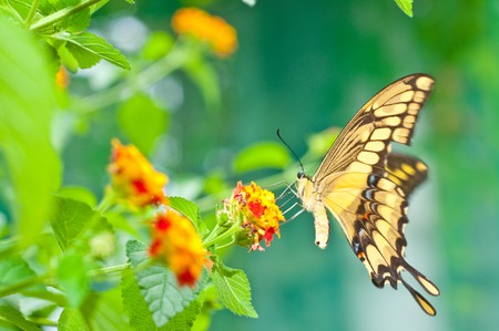 butterflies on flowersの写真素材