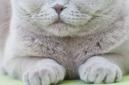 Portrait of British grey cat close upの写真素材