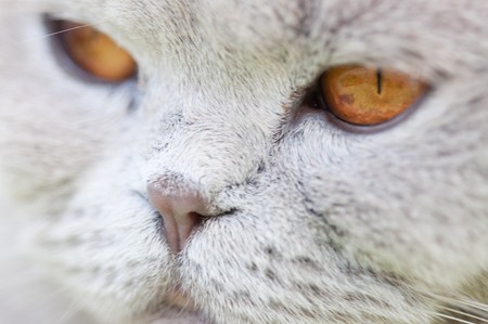 Portrait of British grey cat close upの写真素材