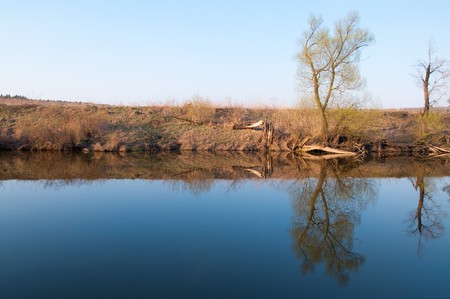 Morning in wood near a bogの写真素材