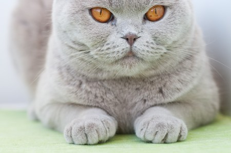 Portrait of British grey cat close upの写真素材