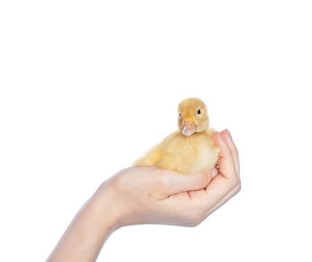 yellow duck in  woman handの写真素材