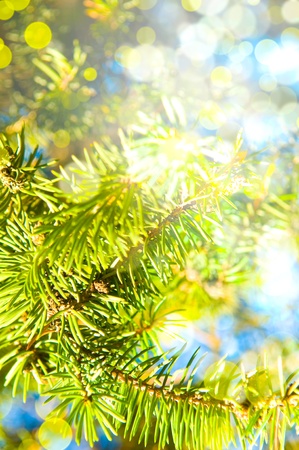 Branches fur-tree.の写真素材