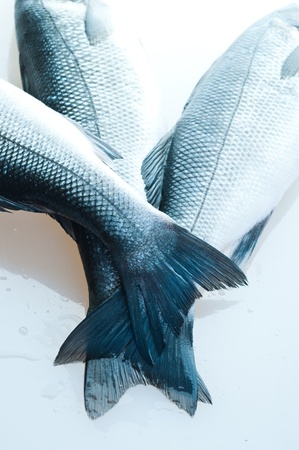 fresh organic fish. on white