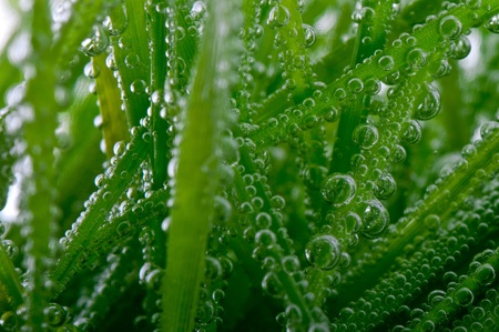 Green grass with dew dropsの写真素材