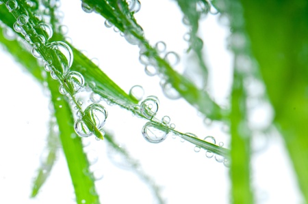 Green grass with dew dropsの写真素材