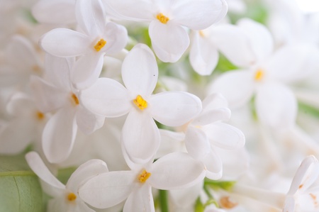 Close-up beautiful lilac flowersの写真素材