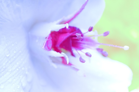 Lilly flowerの写真素材