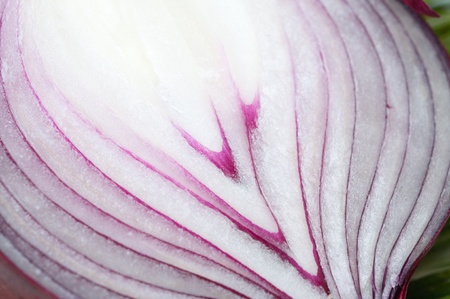 Red fresh onions and rosemaryの写真素材