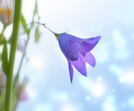 Little spring bell flowersの写真素材