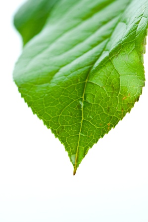 Green leaf with water dropletsの写真素材