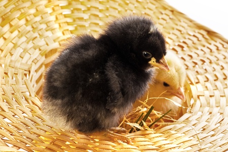 Cute little baby chicken against white background