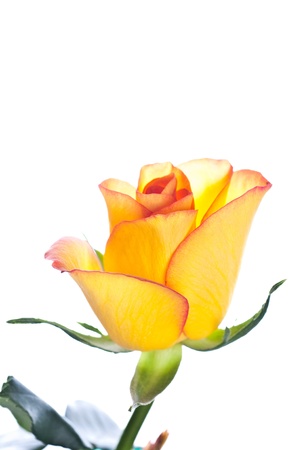 Close up of a yellow roseの写真素材