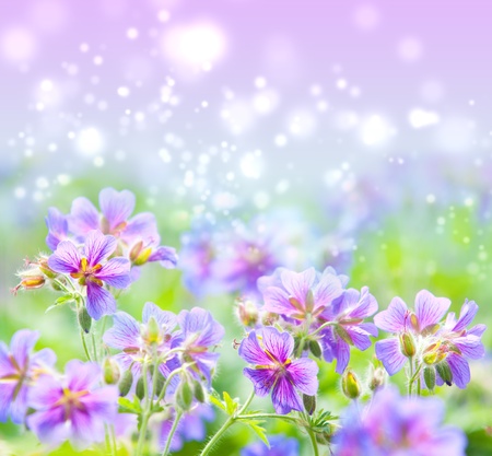 early summer flowering geraniumの写真素材