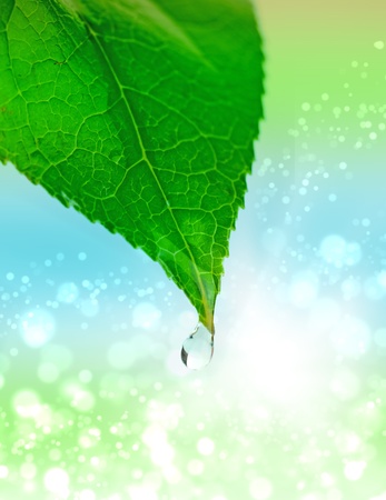 grass with water drops in the early morningの写真素材