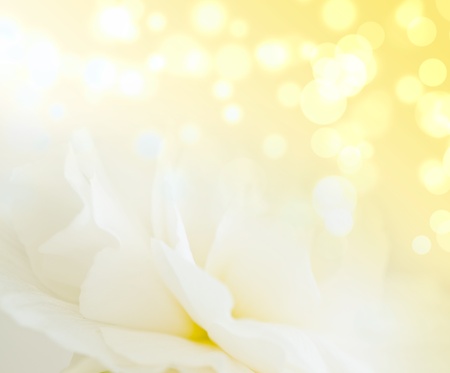 Background from petals of flowerの写真素材