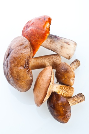 Summer Cep Mushrooms (Boletus reticulatus)の写真素材