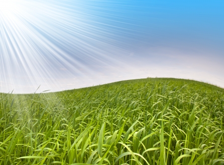 Fresh green grass against the skyの写真素材