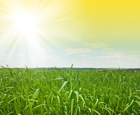 Fresh green grass against the skyの写真素材
