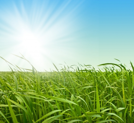 Fresh green grass against the skyの写真素材