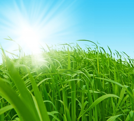 Fresh green grass against the skyの写真素材
