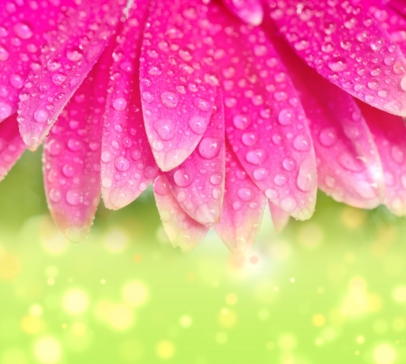 Petals pink gerbers with dew dropsの写真素材