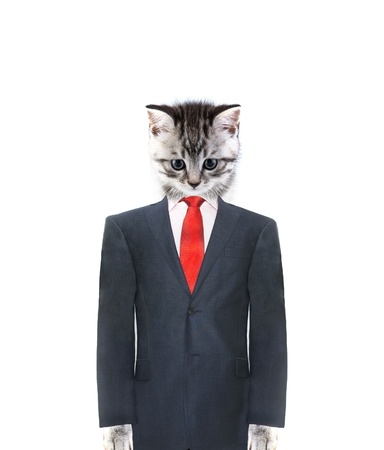 Cat in a suit on a white backgroundの写真素材