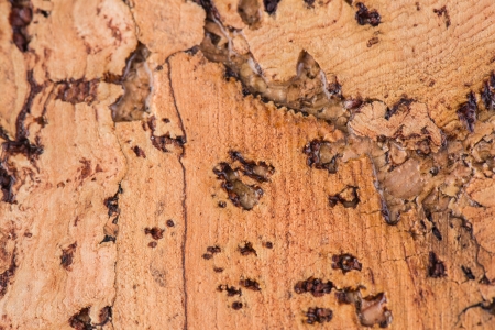 cork texture.の写真素材
